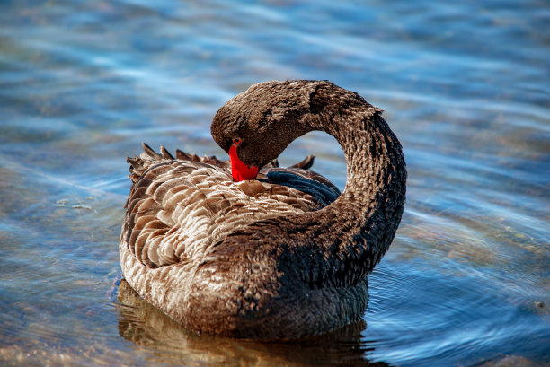 黑天鹅特写图片下载