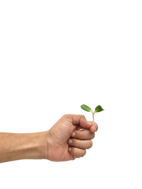 手里拿着树苗图片下载