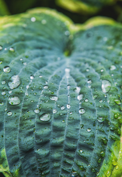抽象的自然背景与绿色的植物叶子和雨滴图片下载