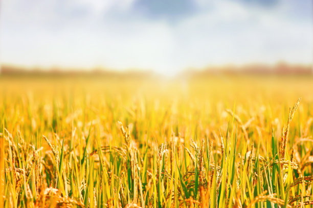 稻田景观与成熟的作物在秋天的阳光和黄色的稻穗和水稻图片下载