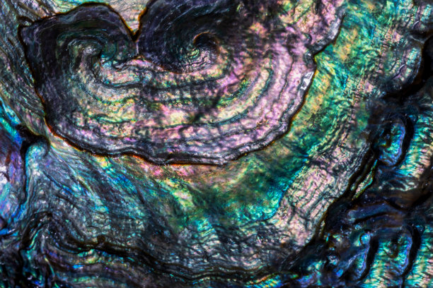 自然背景与珍珠贝壳图片下载