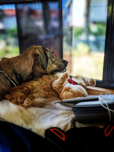 猫和狗图片下载