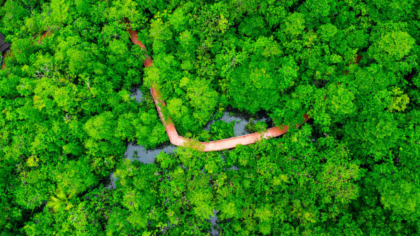 泰国南部红树林的鸟瞰图随处可见。塔蓬孔松南，甲米，泰国。美丽的自然景观背景。图片下载