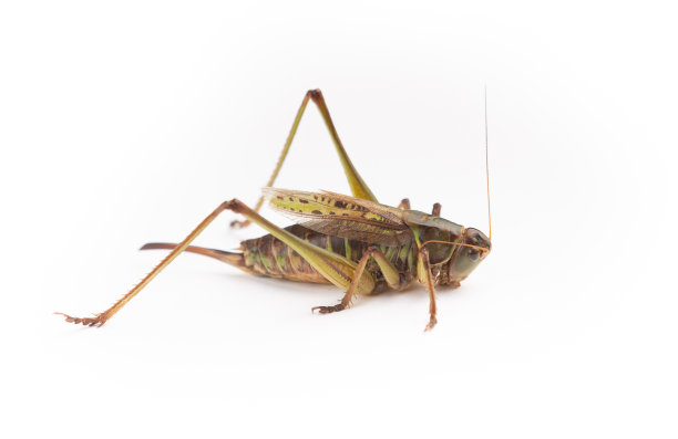 长角蚱蜢图片下载