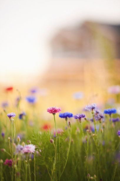 夏天后院充满活力的野花和温暖的阳光与散焦的家在背景图片下载