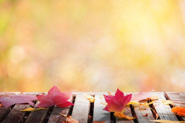 秋叶背景图片下载