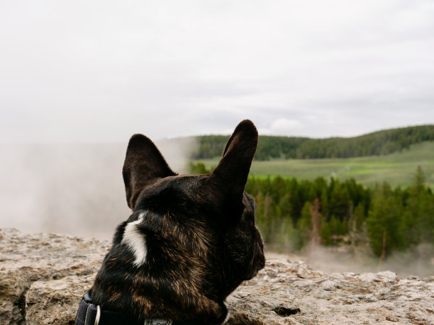 法国斗牛犬——黄石国家公园图片下载