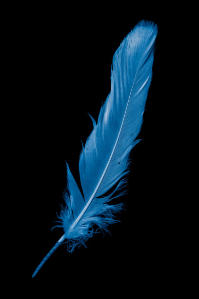黑色背景的蓝色鹅毛图片下载