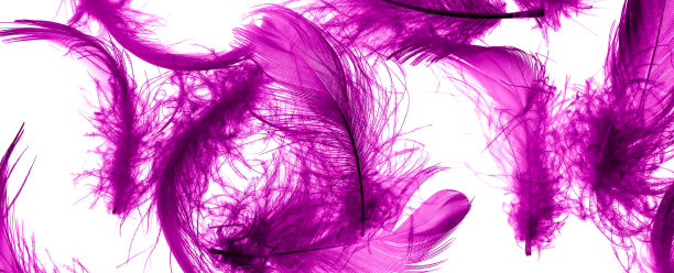 紫色的鸭子羽毛在白色孤立的背景图片下载