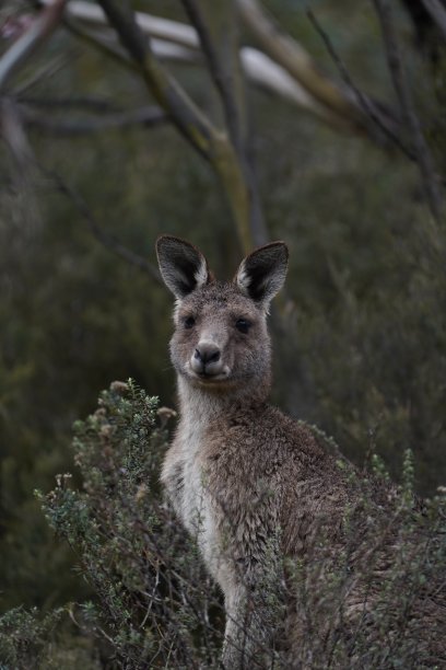 在新南威尔士州的丛林中，一只袋鼠的肖像图片下载