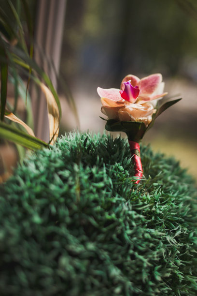绿草地上一对婚礼用的胸花图片下载