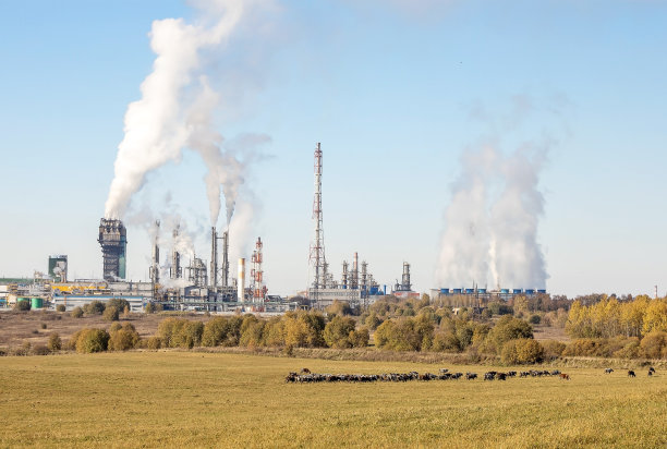 一群牛在植物附近的草地上吃草图片下载