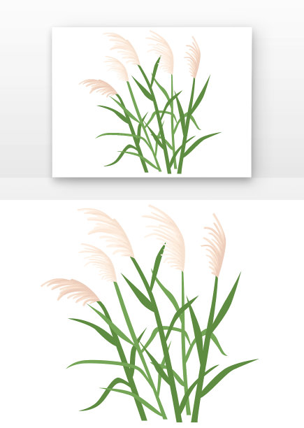 寒露手绘芦苇图片下载