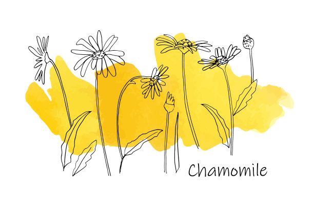 手绘野花与抽象水彩图片下载