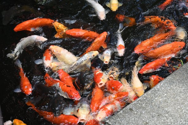 池塘里的日本彩鲤图片下载