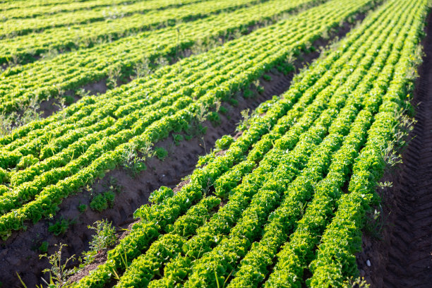 田地里种植着成熟的绿色生菜。受欢迎的叶菜作物图片下载