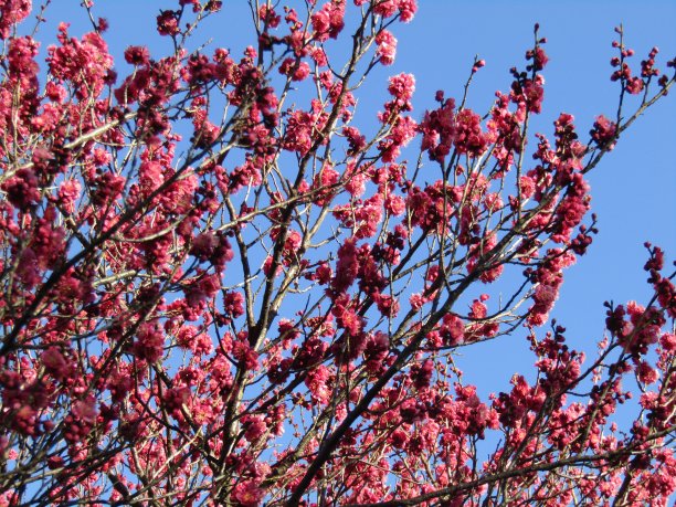 日本。2月底。梅花映衬着蓝天。图片下载