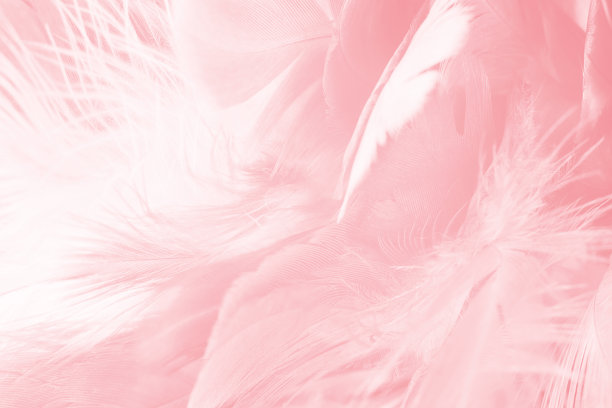 珊瑚粉复古颜色趋势羽毛纹理背景图片下载