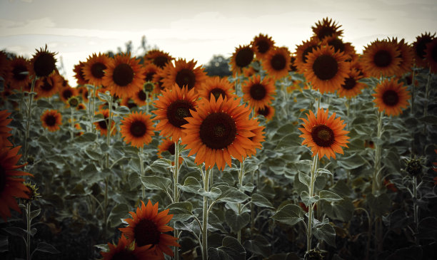 向日葵日出时图片下载