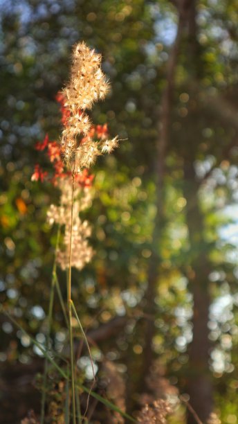 森林中杂草的散焦抽象背景，下午的阳光图片下载