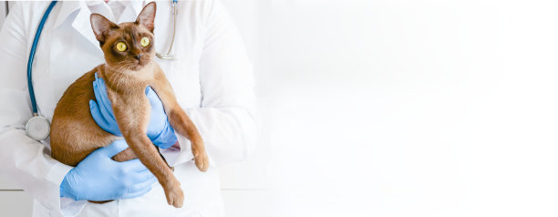 班纳兽医诊所的棕色巧克力缅甸猫。医学动物诊所兽医部门的小猫。动物保险和实验室诊断的背景与copyspace的文本图片下载