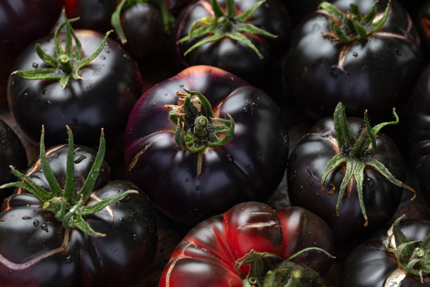 新鲜采摘的有机黑美人番茄图片下载