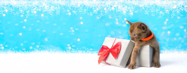圣诞快乐。小可爱小猫在礼品盒里。礼品卡的概念为圣诞节，圣诞节，复活节，新年。Banner whit拷贝空间图片下载
