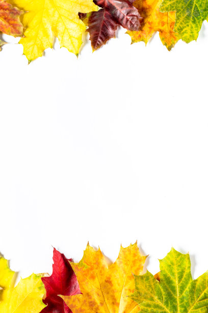 秋天的边界鲜艳多彩的枫叶在白色。带有拷贝空间的俯视图图片下载