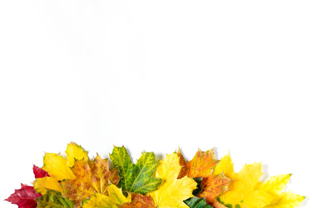 秋天的边界鲜艳多彩的枫叶在白色。带有拷贝空间的俯视图图片下载