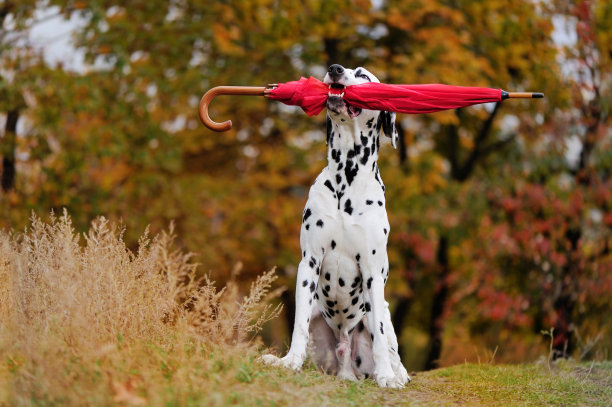 犬牙叼着红伞的达尔马提亚犬图片下载