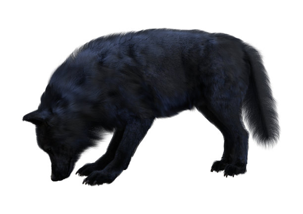 3D渲染黑狼在白色上图片下载