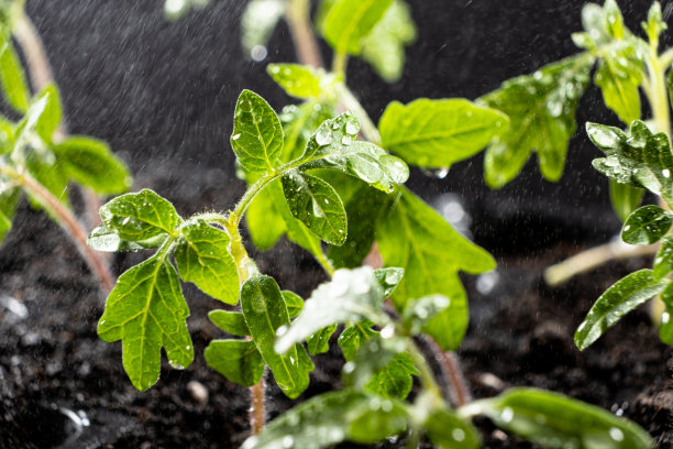 从种子开始，一步一步地种植西红柿。步骤8:给生长的芽浇水。图片下载