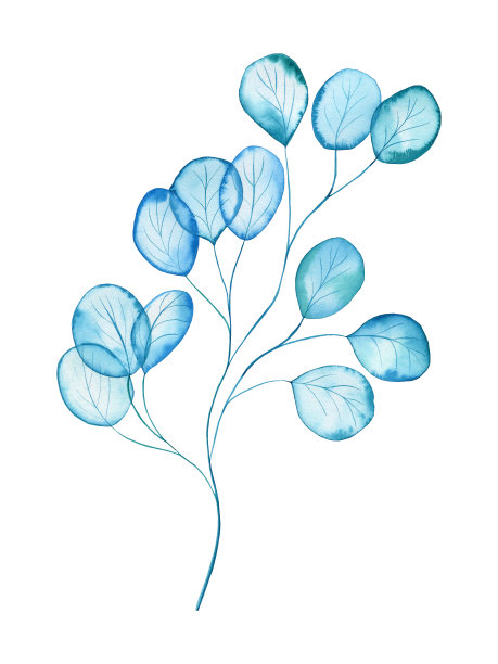 透明的枝桉树叶水彩插图。手绘图案的卡片和婚礼设计。图片下载
