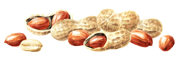 花生用树叶。水彩手绘插图，孤立在白色背景图片下载