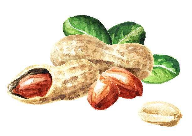 花生用树叶。水彩手绘插图，孤立在白色背景图片下载