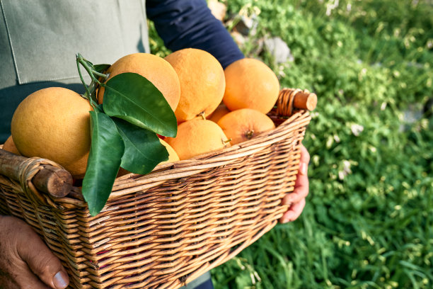 农夫提着一篮子成熟的有机柑橘。丰收村农业概念。健康的有机食品，蔬菜。图片下载