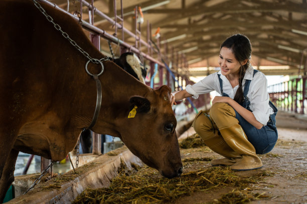 迷人的亚洲奶农妇女独自在农场户外工作。年轻美丽的女子农业农民喂牛群与干草在牛棚与家畜农场工业的幸福。图片下载