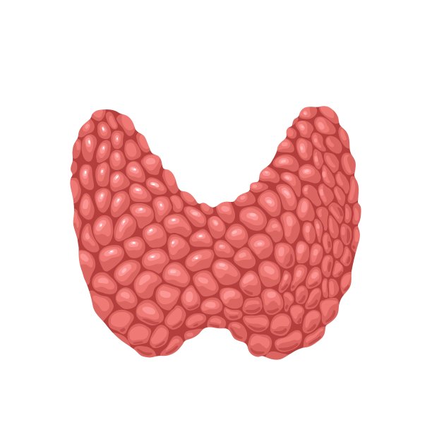 甲状腺，人体内分泌系统的内部器官，孤立的两叶甲状腺图片下载