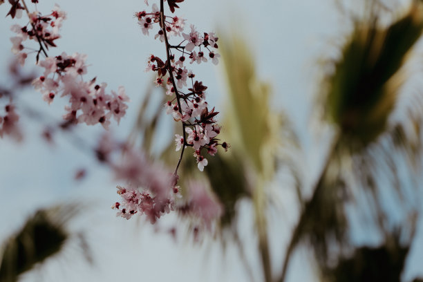 春天的花朵图片下载