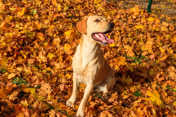 幼小的拉布拉多寻回犬在秋天公园的黄色枫叶中图片下载