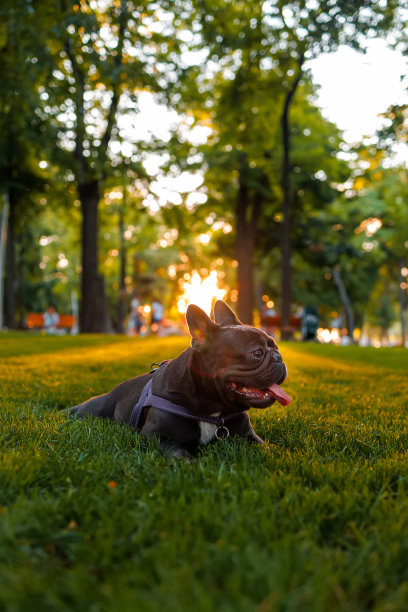 有趣的法国斗牛犬品种图片下载
