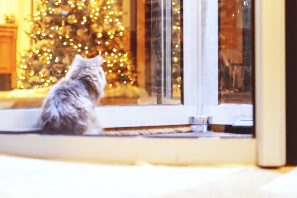 毛茸茸的猫在圣诞旅馆门口。一只毛茸茸的猫坐在酒店的旋转玻璃门之间，抬头看着圣诞树。模糊的形象。图片下载