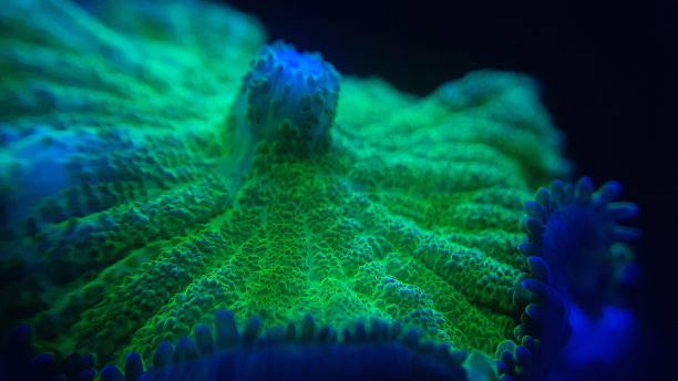 绿色蘑菇珊瑚图片下载