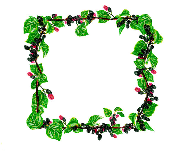 水彩框架模板甜莓树枝，孤立在白色背景为您设计，手绘插图图片下载