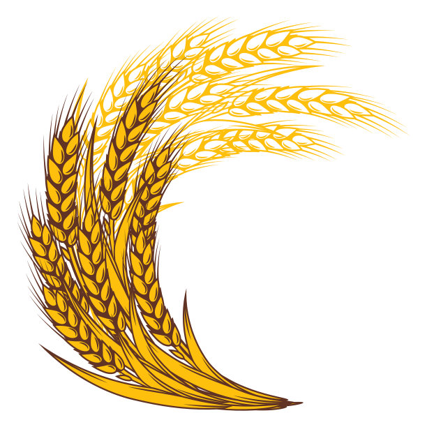 一束束小麦的农业形象与自然融为一体图片下载