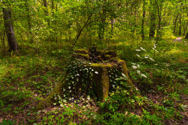 森林里的树桩上长满了苔藓图片下载