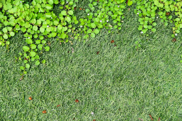 带白色花的绿色小植物生长在草地上图片下载