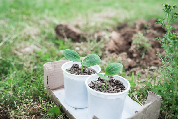 春季播种育苗、青菜小芽、西葫芦在地、土、地。好收成。家庭耕作，自我修炼健康，天然环保生物，有机食品图片下载