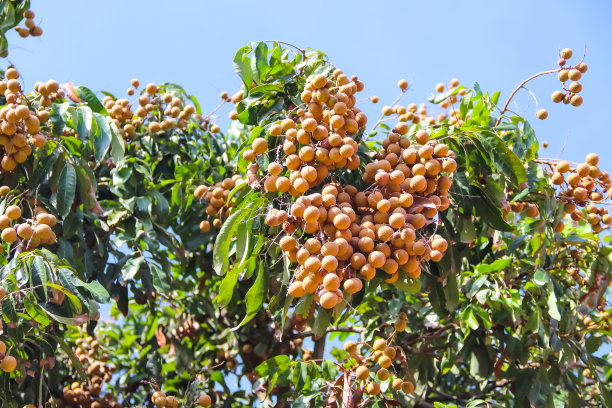 热带龙眼果实挂在树上的蓝天背景图片下载