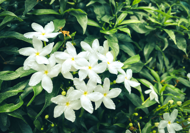 五瓣白色的茉莉花正在盛开，颜色洁白，小五瓣带着黄色的花粉图片下载